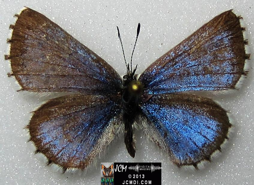 Glaucopsyche piasus (Arrowhead Blue Butterfly)